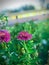 Zinnia,flower,green leaf,selected focus,blur image,flora, bloom, ,colorful