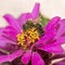 Zinnia flower with honey bee gathering pollen