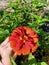 Zinnia flower (orange) voorjou