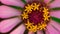 A zinnia flower pollens with vibrant colors