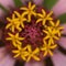 A zinnia flower pollens with vibrant colors