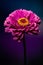 Zinnia flower on purplish blue background