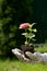 Zinnia flower seedling