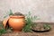 Zinnia flower seeds in a clay pot and plate