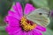 Zinnia flower with Small White butterfly