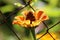 Zinnia flowering plant with open blooming layered orange petals and yellow center planted in front of wire fence in home garden