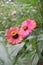 Zinnia flowers that bloom in beautiful and bright colors.