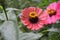 Zinnia flowers that bloom in beautiful and bright colors.