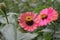 Zinnia flowers that bloom in beautiful and bright colors.