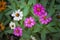 Zinnia flowers are a colorful and long-lasting addition to the flower garden.