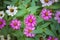 Zinnia flowers are a colorful and long-lasting addition to the flower garden.