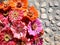 Zinnia flowers on concrete with stones