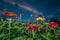 Zinnia flowers in dawn