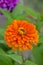 Zinnia flowers in the garden close up