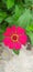 Zinnia flowers have a Latin name, namely Bougainvillea glabra.