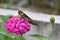 Zinnia flowers are pink with a large brown grasshopper on top