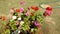 Zinnia flowers in a sunny day