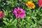 Zinnia, a genus of annual and perennial grasses and dwarf shrubs of the Asteraceae family