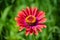 Zinnia is a genus of plants of the sunflower tribe within the daisy family