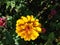 Zinnia Golden Dawn