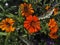 Zinnia hybrida `Profusion F1` in orange and yellow color in the summer