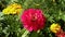 Zinnia, large mauve flower medium of yellow French marigolds and lush greenery