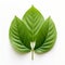 Zinnia Leaf Art: Three Leaves In Balcomb Greene Style