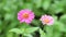 Zinnia Lilliput Vibrant Colourful Flowers HD Stock Footage