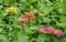 Zinnia Lilliput Vibrant Colourful Garden Flowers