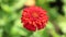 Zinnia Lilliput Vibrant Garden Flower HD Stock Footage