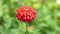 Zinnia Lilliput Vibrant Garden Flower HD Stock Footage