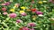 Zinnia Lilliput Vibrant Garden Flowers High Definition Footage