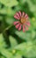 Zinnia Lilliput Vibrant Pink Flower With Green Foliage Backdrop