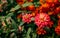 Zinnia Marylandica `Double Zahara Salmon Rose` flowers