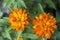 Zinnia marylandica zahara double fire in bloom, orange yellow ornamental flower in bloom