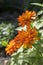 Zinnia marylandica zahara double fire in bloom, orange yellow ornamental flower in bloom