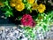 Zinnia, morning sunshine, sunrise,flower, bloom ,colorful ,blooming,pink,outdoor,stone,Blur image,selected focus,