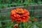 Zinnia orange flower