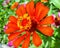 Zinnia orange flower