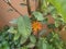 Zinnia orange flower in the garden