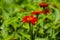 Zinnia orange in the garden is blooming