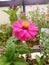 Zinnia paper flower ornamental plant