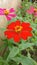 Zinnia Peruviana Flower after to be comes complate red flower