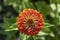 Zinnia peruviana red orange flowering peruvian annual plant in bloom, beautiful colorful petal flower in bloom