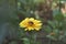 Zinnia peruviana yellow flower with bee and spider
