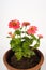 Zinnia pink flowers in ceramic jar