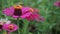 Zinnia pink flowers in the garden. Pink cosmos flower. Nature bring joy and happiness.