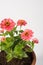 Zinnia pink flowers white background