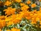 A Zinnia profusion double golden flower in a spring season at a botanical garden.