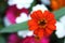 Zinnia Profusion Fire flower on the natural background